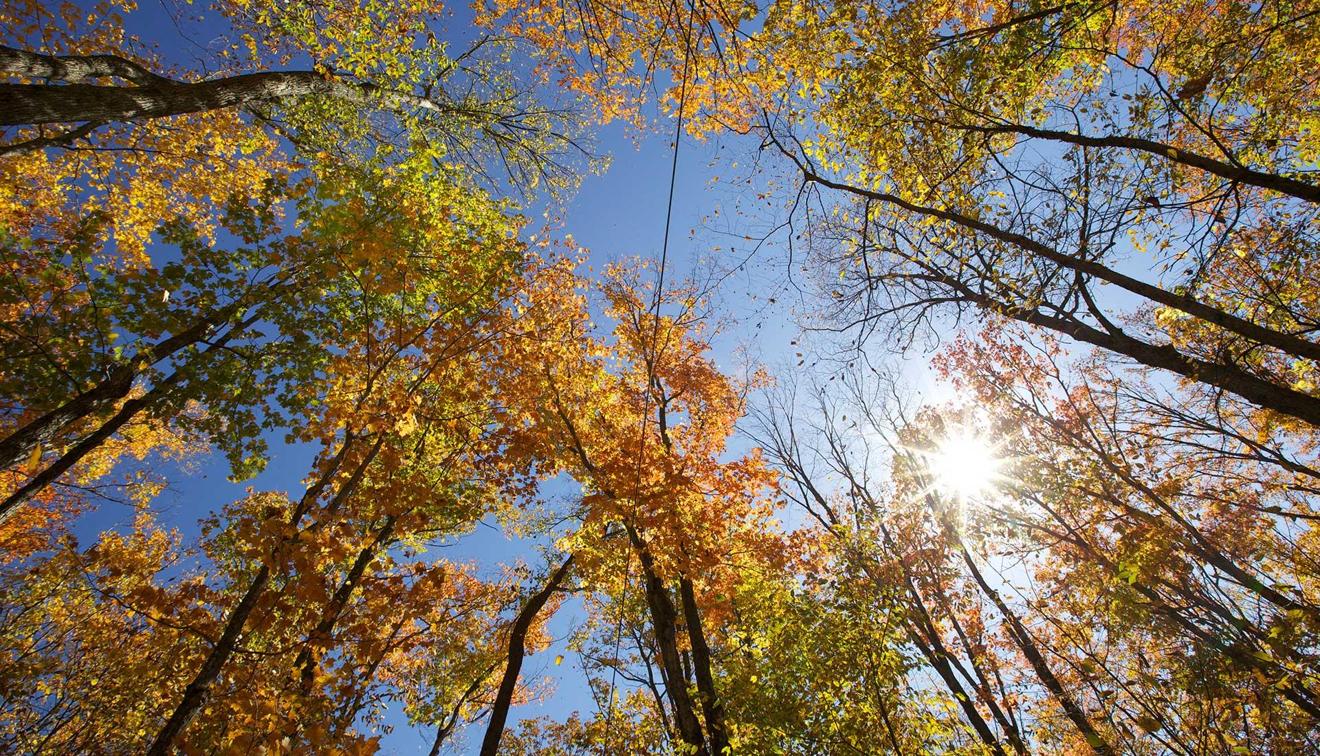 Algonguin Park DO 100008487 banner