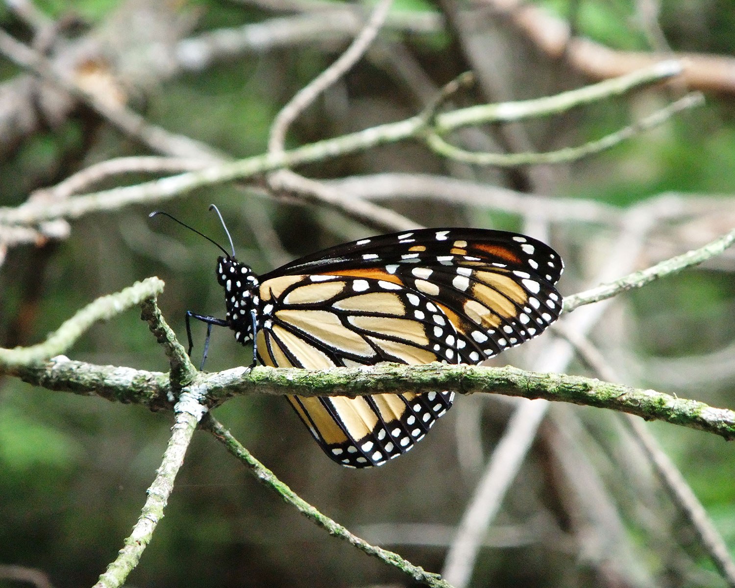 Monarch butterfly at the Fleetwood Creek property, Kawartha Lakes