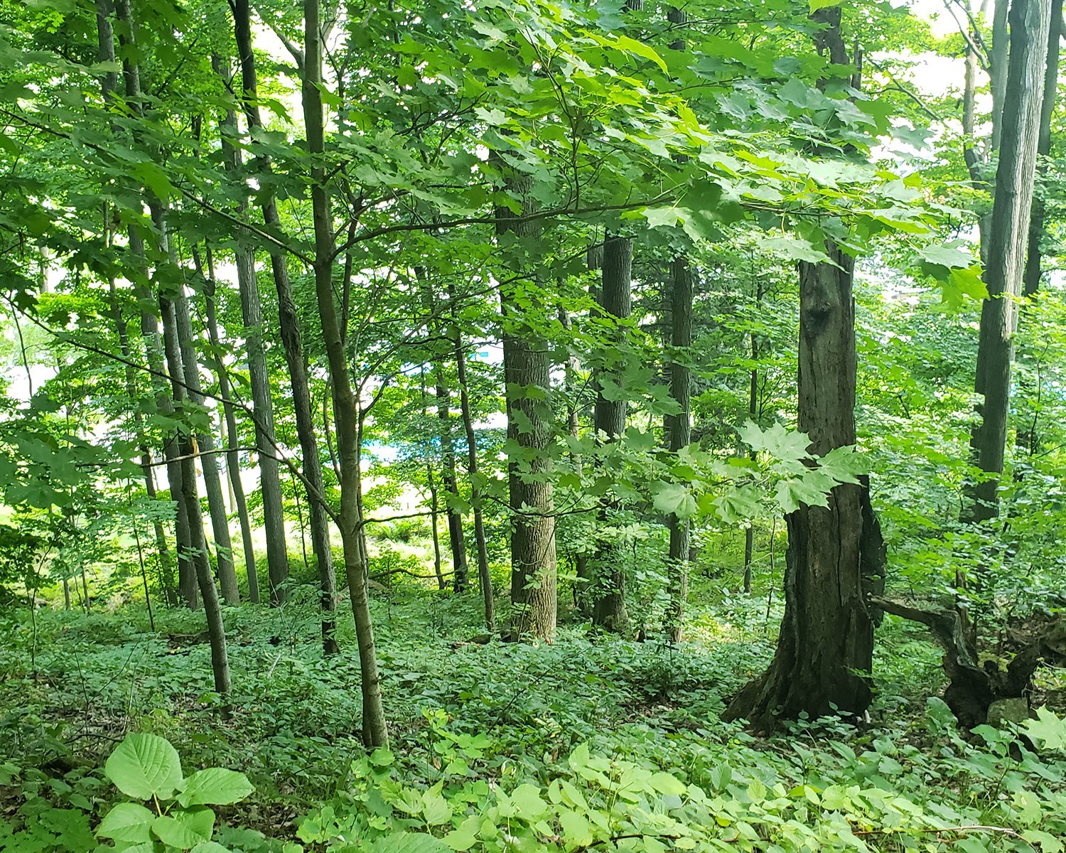 Ellis Property, near Jordan Station