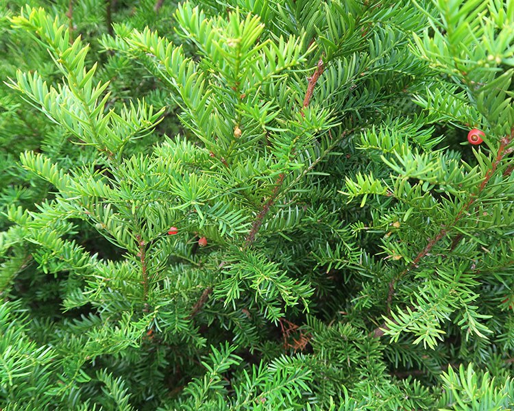 Canada yew with berries, found at the Great Manitou Island property