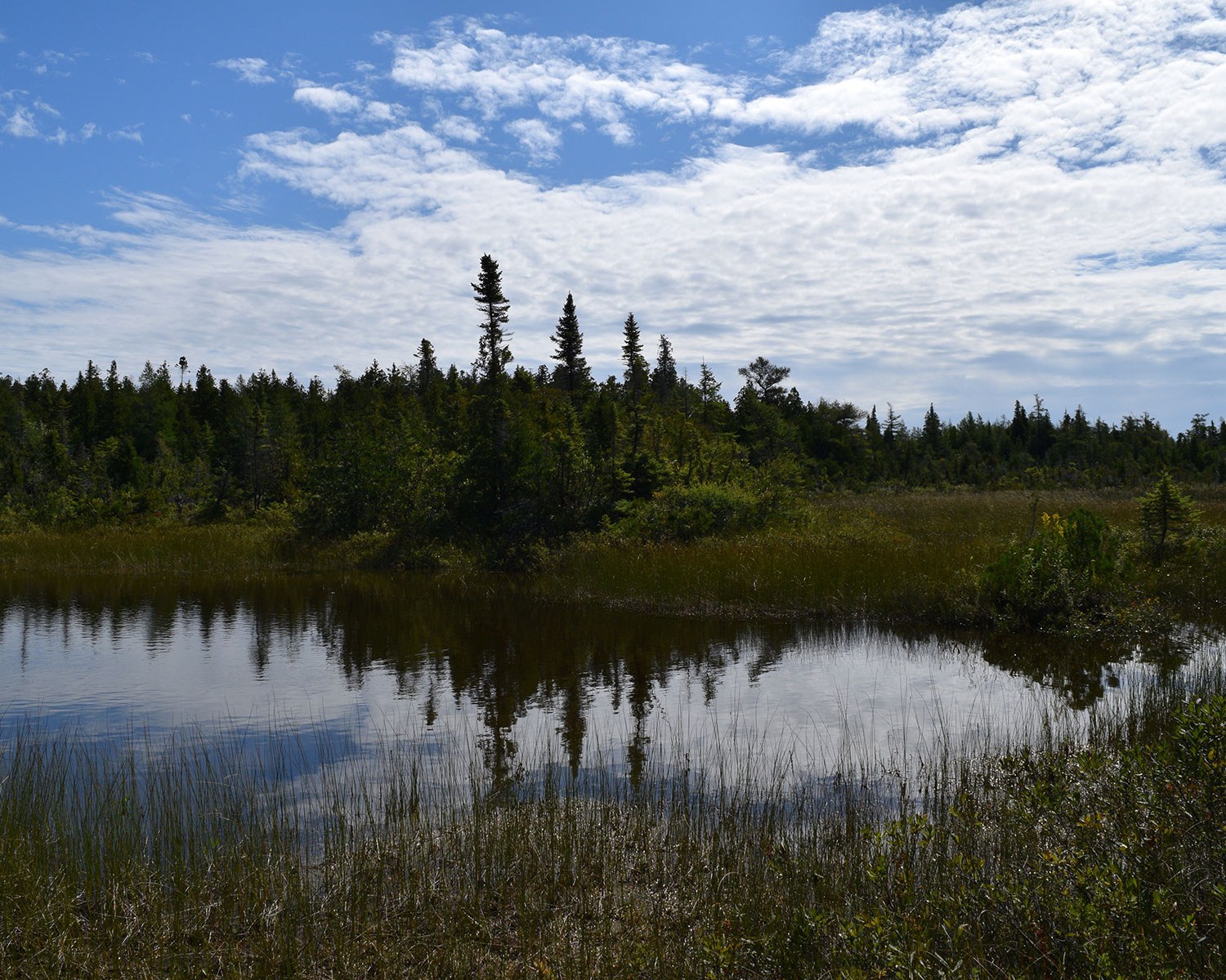 Clarke Property shoreline