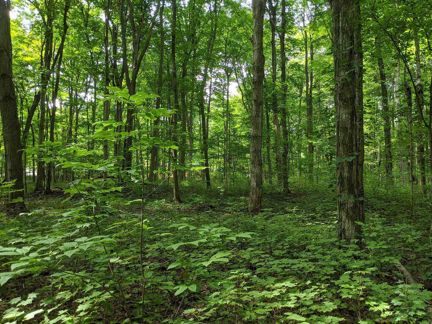 Lowland deciduous forest at the Ellis Property