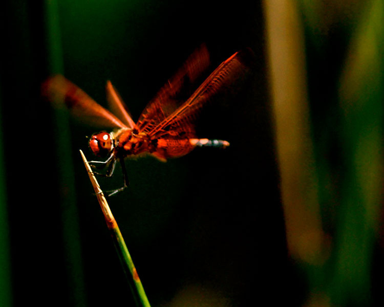 Ruby meadowhawk, found on the Yaremko-Ridley Property, near Milton